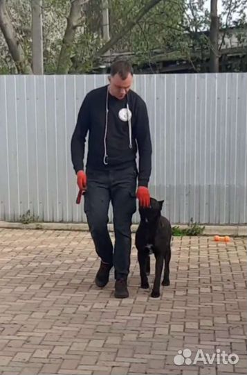 Дрессировка и воспитание собак