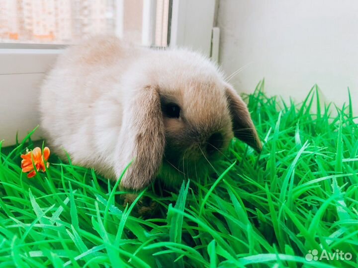 Карликовый кролик - ручной, супер мини