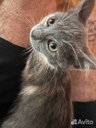 Котенок 2 месяца