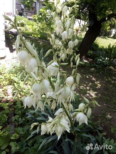 Юкка нитчатая