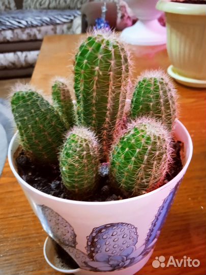 Комнатные растения цветы