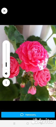 Пеларгонии сортовые Династия Даджи