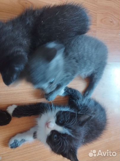 Кошка в дар