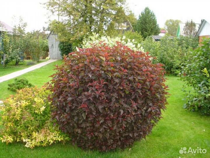 Пузыреплодник калинолистный саженцы