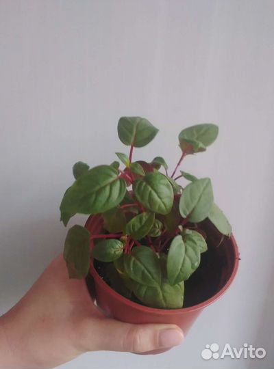 Фуксия сорт Marinka