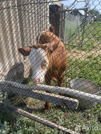 Бычки телята телки