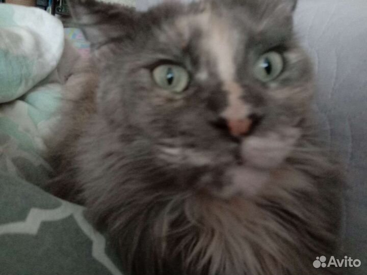 Ветеринарные услуги