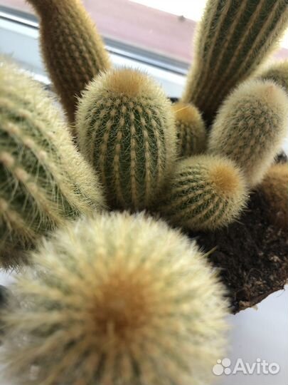 Кактусы многолетние