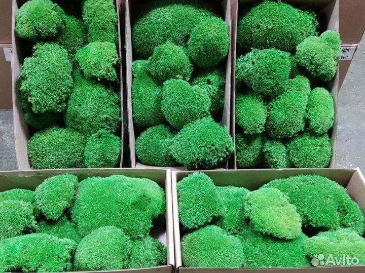 Стабилизированный мох ягель