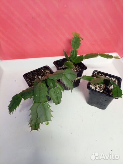 Декабрист микс