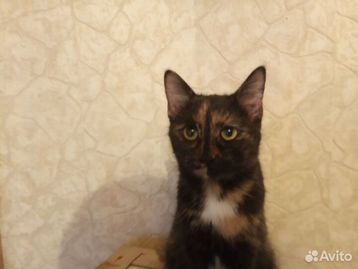 Кошечка котёнок игривая и ласковая мурчит в добрые