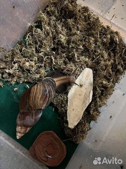 Улитка ахатина гигантская