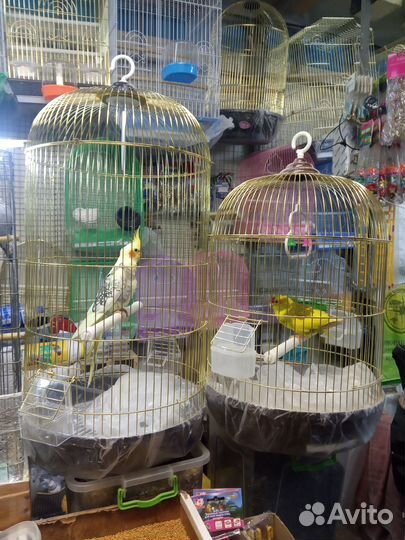 Попугай всех Видов-Ц.Рынок