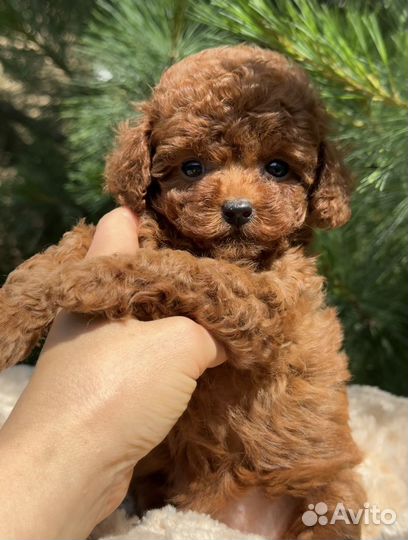 Пудель