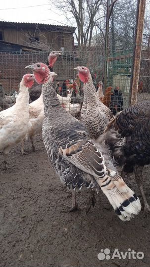 Индюки домашние