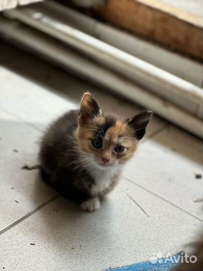 Котята в добрые руки бесплатно