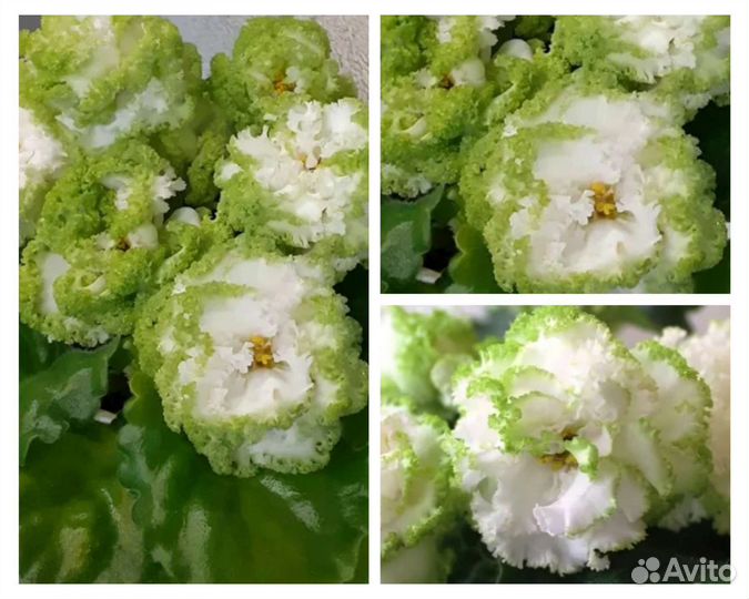 Укорененные листы сортовых фиалок
