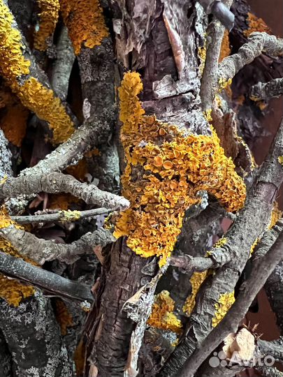 Палочки с лишайником