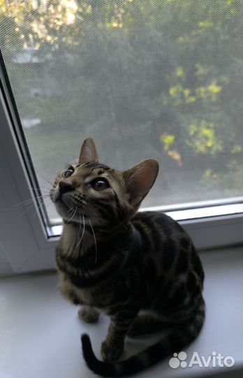 Бенгальская кошка