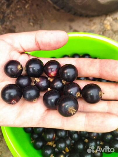 Продам малину