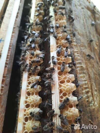 Маточное молочко свежее Тюмень