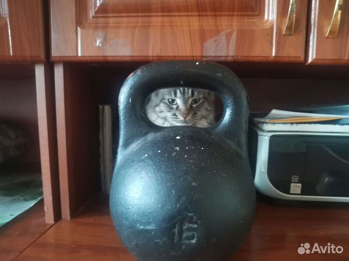 Вязка кошки мейн-кун