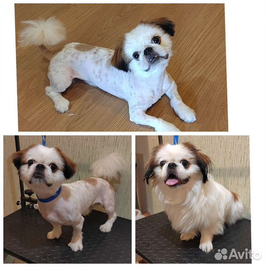 Стрижка собак, кошек. Груминг. Экспресс линька