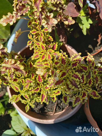 Колеусы, герани