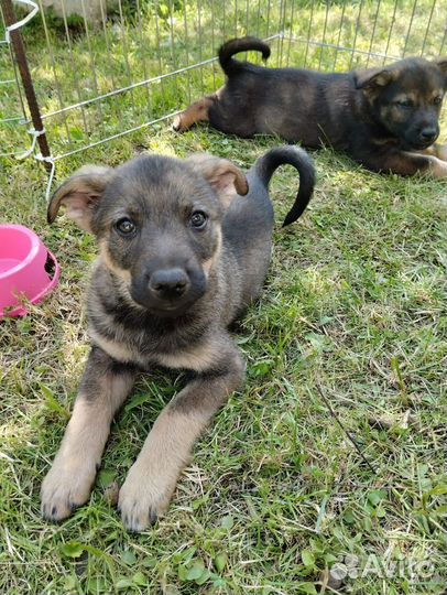 Щенки в дар