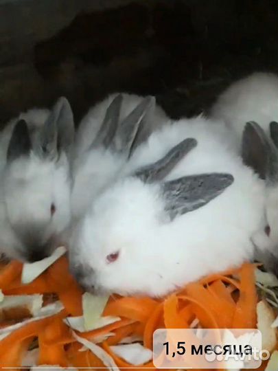 Калифорнийские кролики