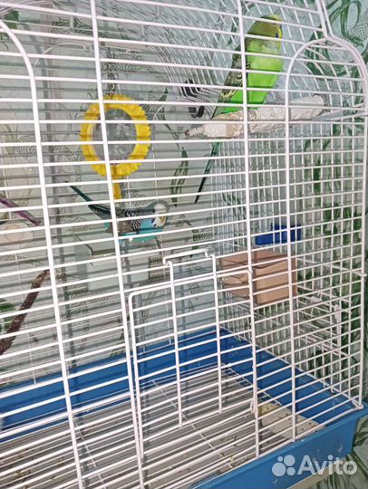 Два попугая с клеткой