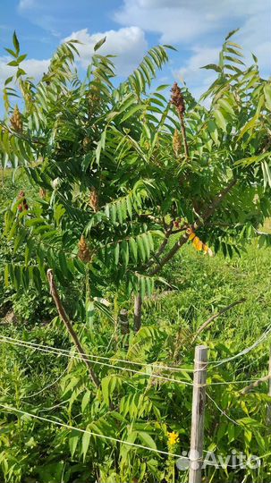 Сумах (уксусное дерево)