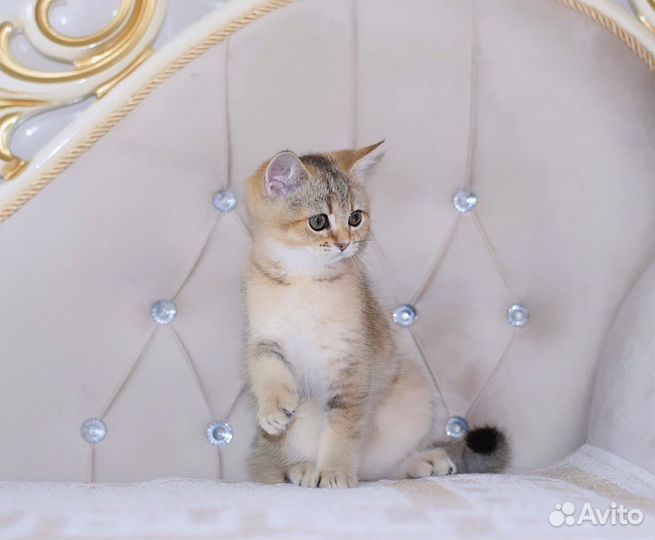 Британская кошечка