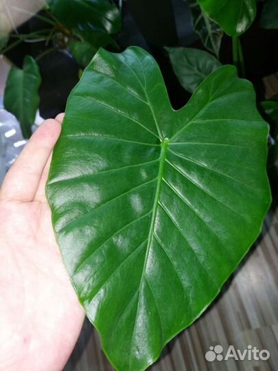 Алоказия гагеана