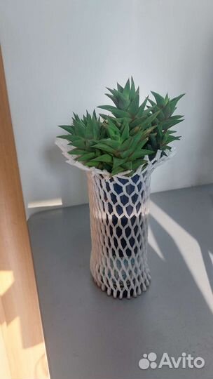 Хавортия Суккуленты