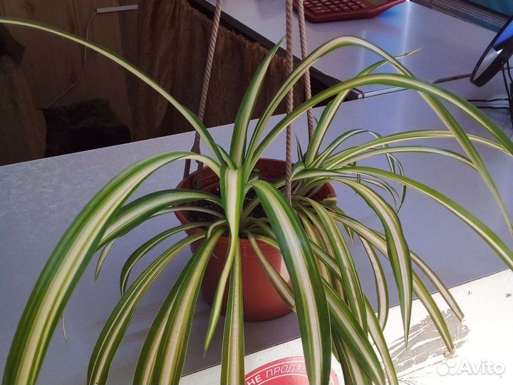 Хлорофитум