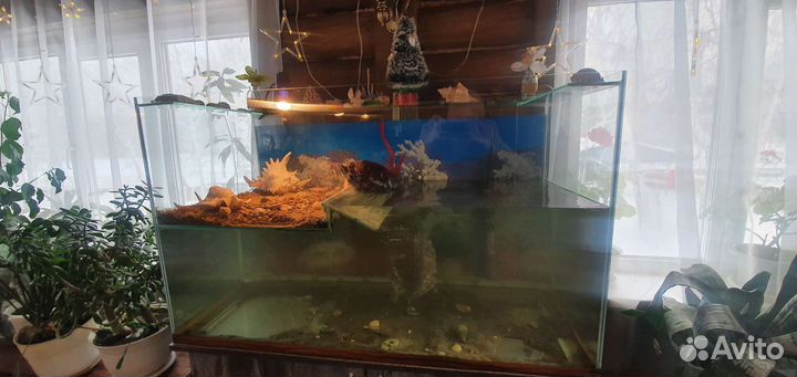 Аквариум-черепашник с красноухими черепахами