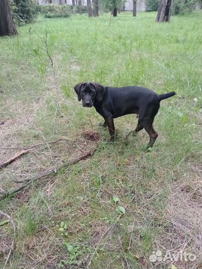 Собака в добрые руки щенок