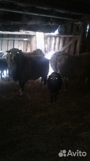 Продам овец баранов