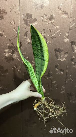 Сансевиерия лауренти