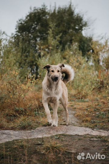 Собака ищет дом