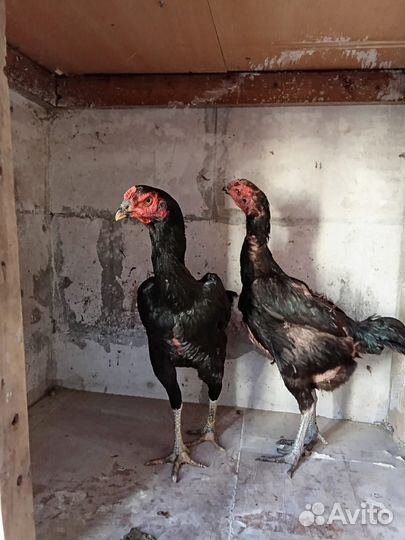 Куры бойцовые