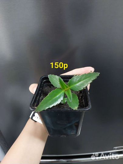 Каланхоэ дегремона, алоэ, толстянки. Отдам/продам