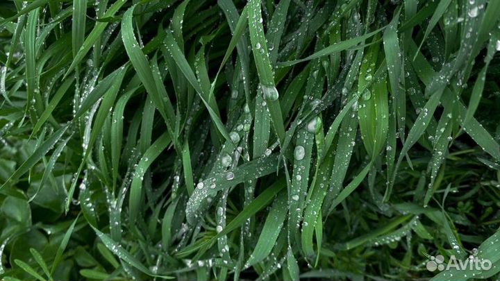 Рулонный газон Элитный / Спортивный