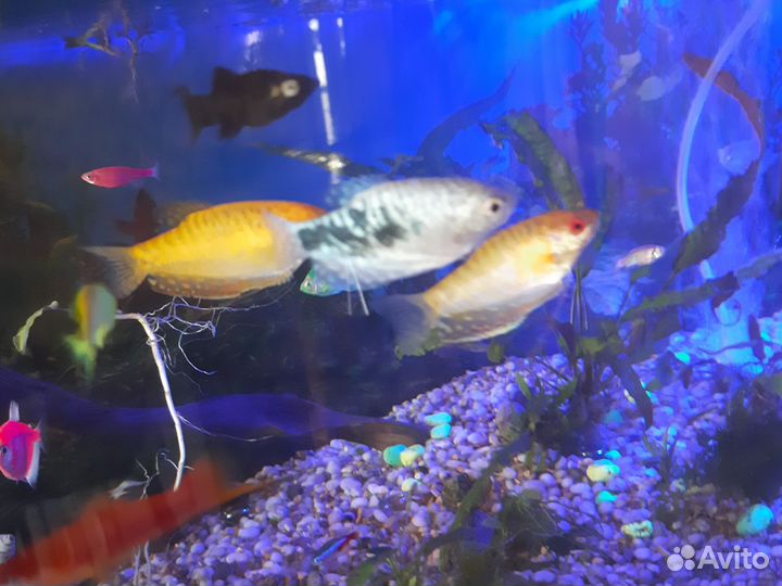 Аквариум, аквариумные рыбки