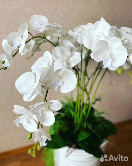 Королевская орхидея в напольном кашпо