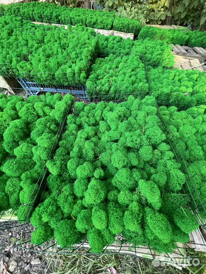 Стабилизированный мох, Лесной Зеленый