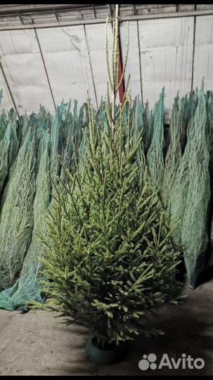 Ель и сосны новогодние оптом