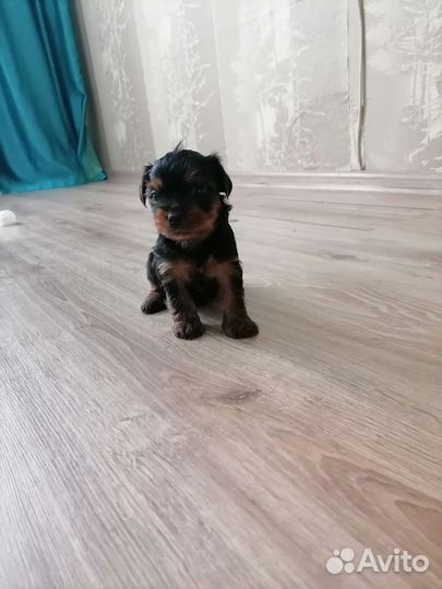 Йоркширский терьер стандарт, мини