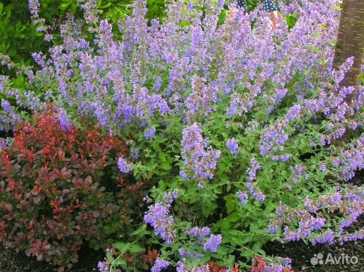 Котовник фассена 